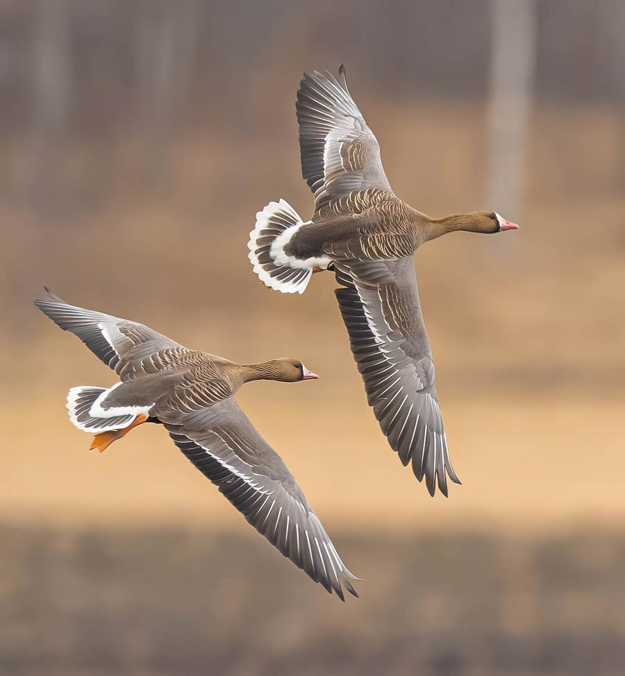 Bird Photography By Juha Murtoniemi