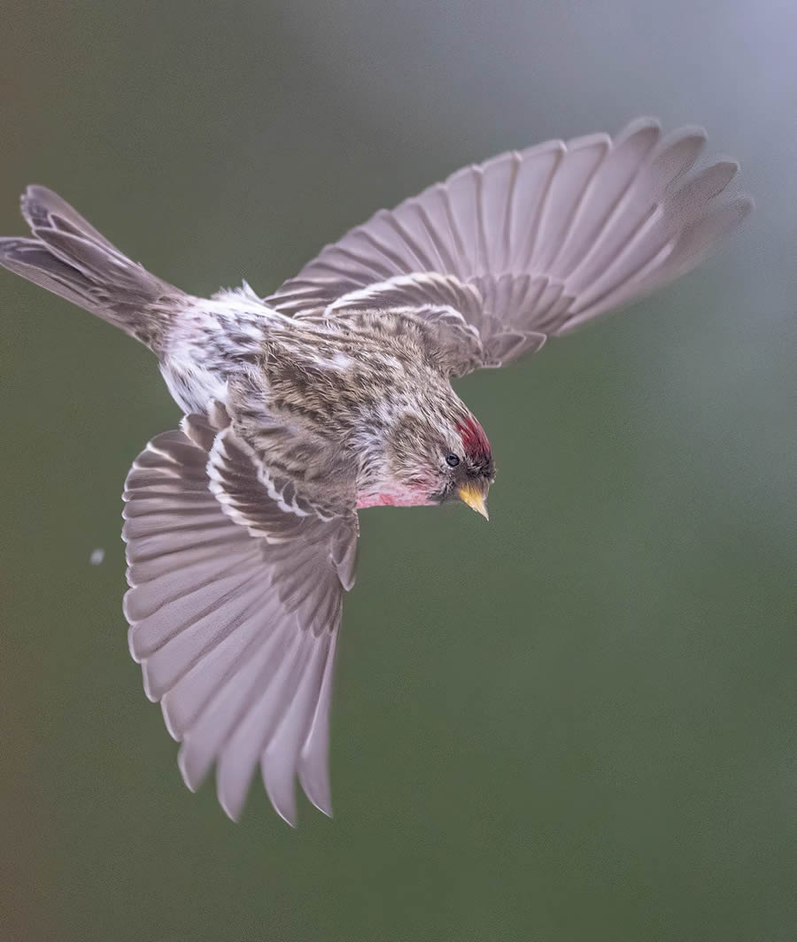 Bird Photography By Juha Murtoniemi