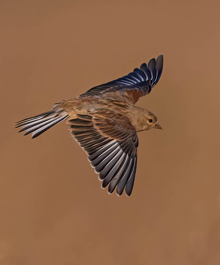 Bird Photography By Juha Murtoniemi