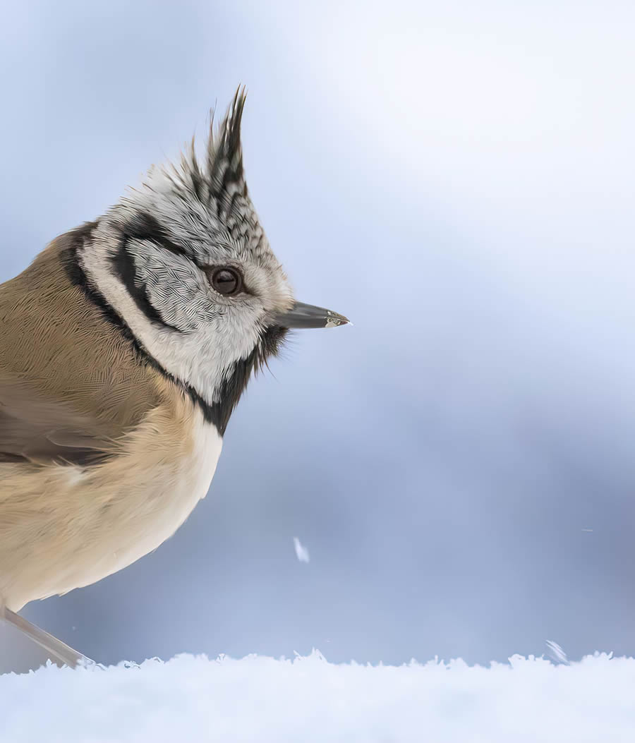 Bird Photography By Juha Murtoniemi