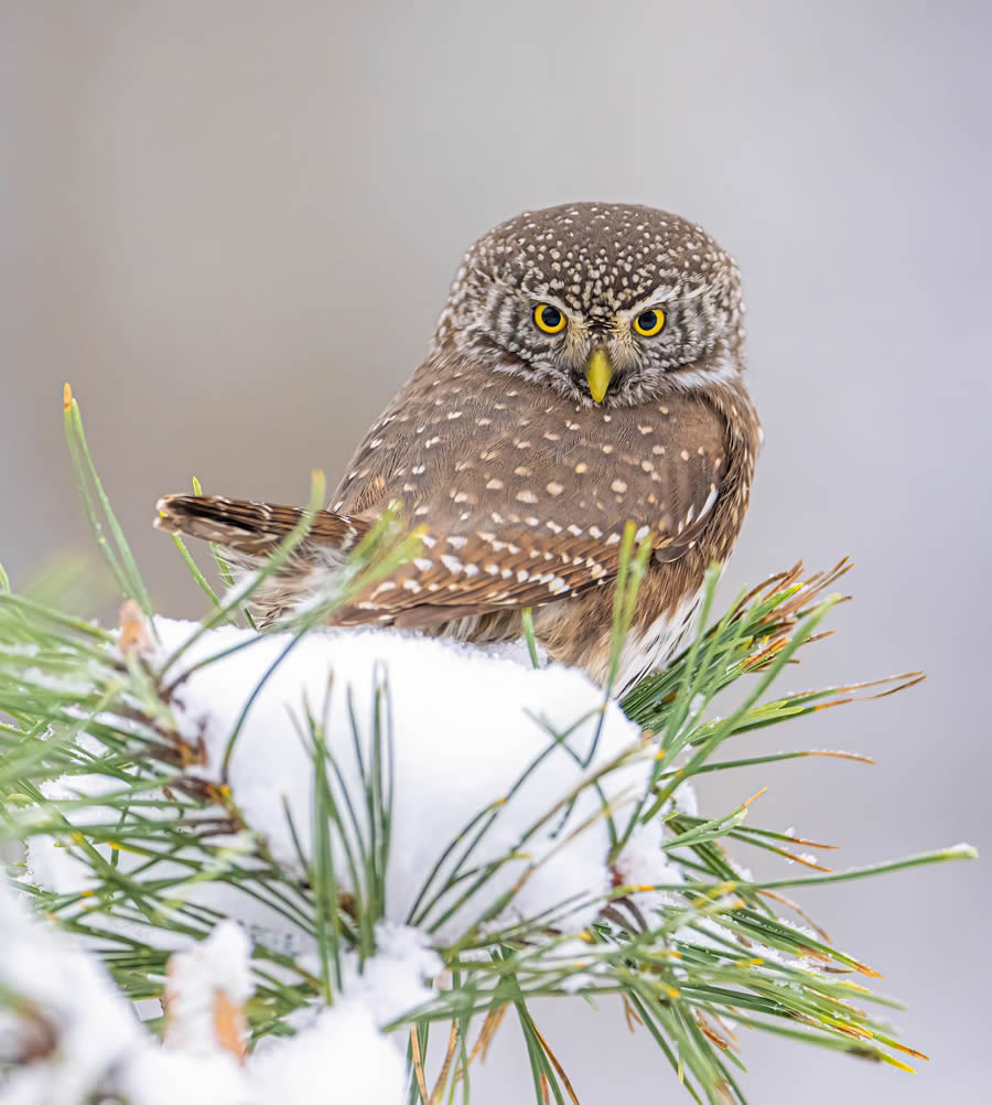 Bird Photography By Juha Murtoniemi