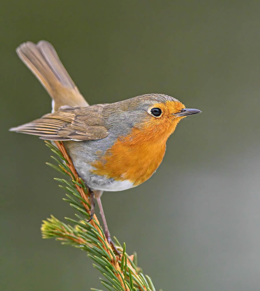 Bird Photography By Juha Murtoniemi