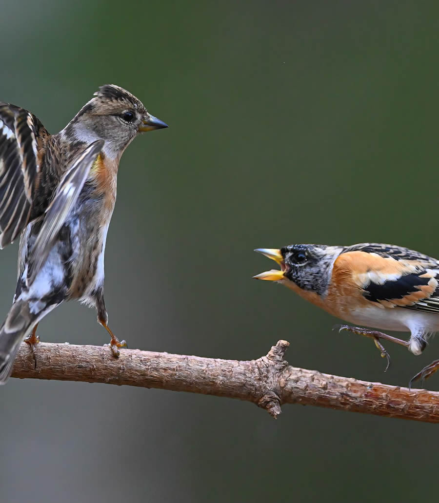 Bird Photography By Juha Murtoniemi