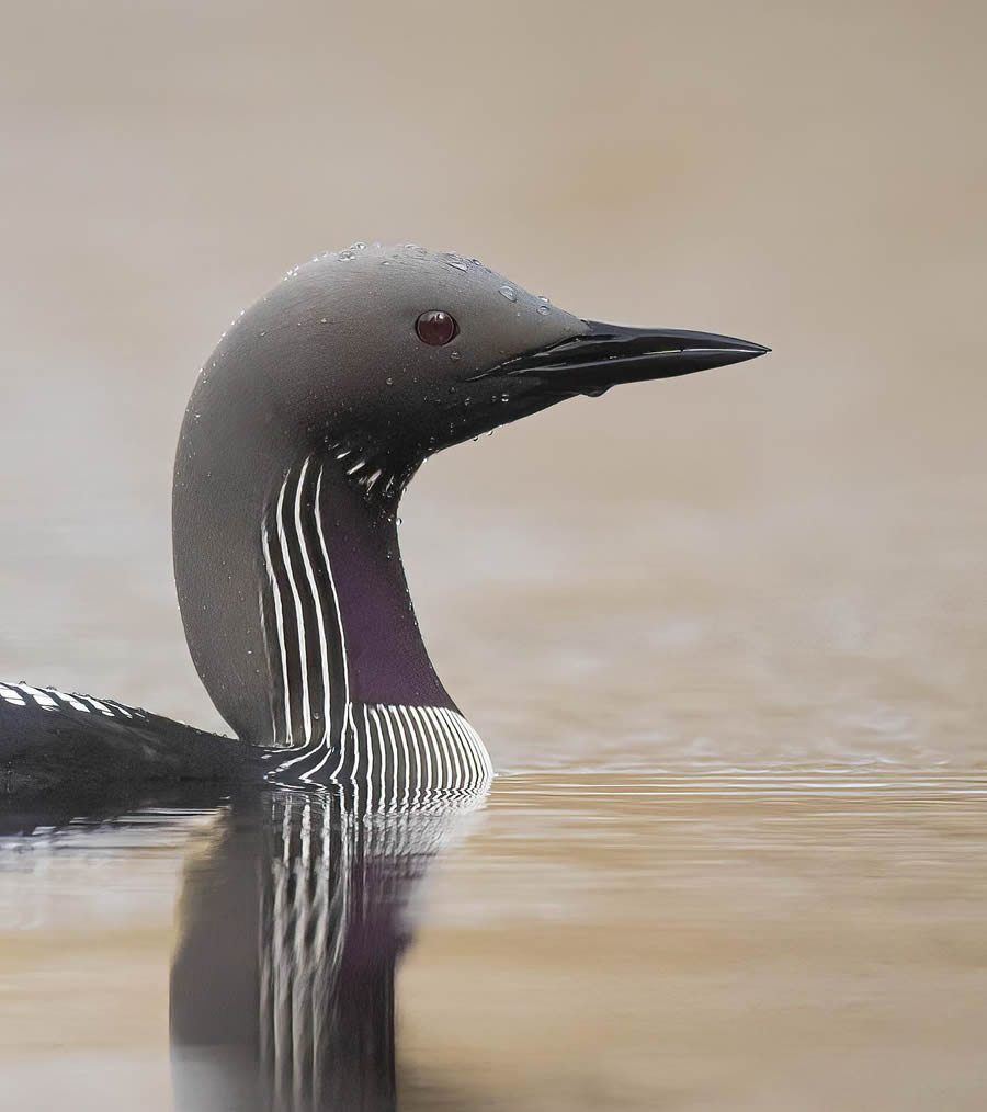 Bird Photography By Juha Murtoniemi