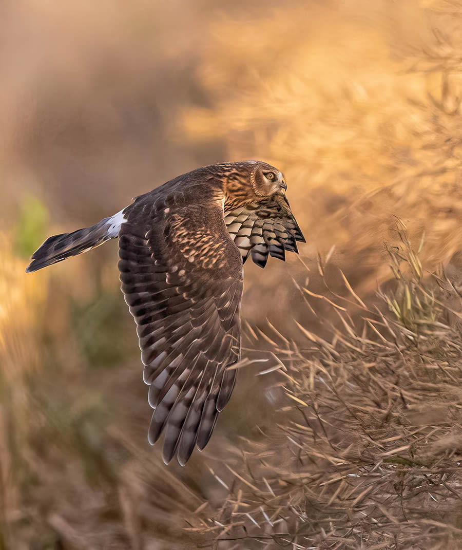 Bird Photography By Juha Murtoniemi