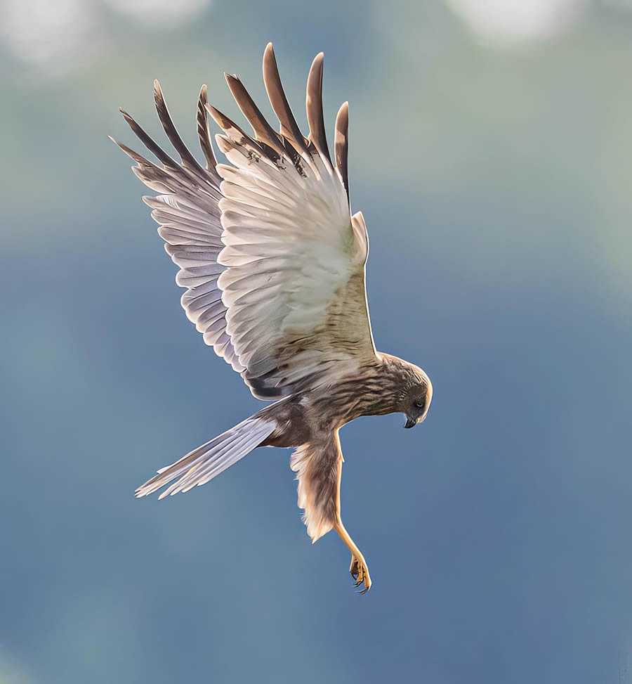 Bird Photography By Juha Murtoniemi