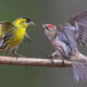 Bird Photography By Juha Murtoniemi