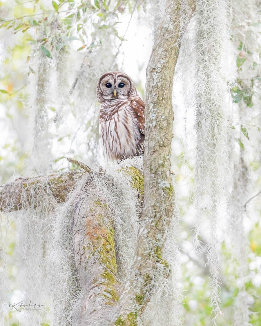 Fine Art Bird Photography By Kelley Luikey