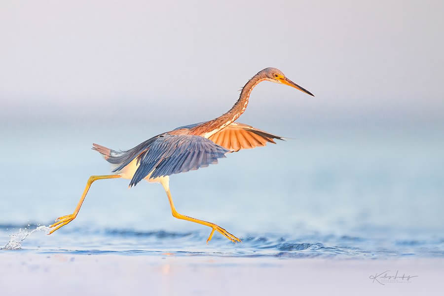 Fine Art Bird Photography By Kelley Luikey