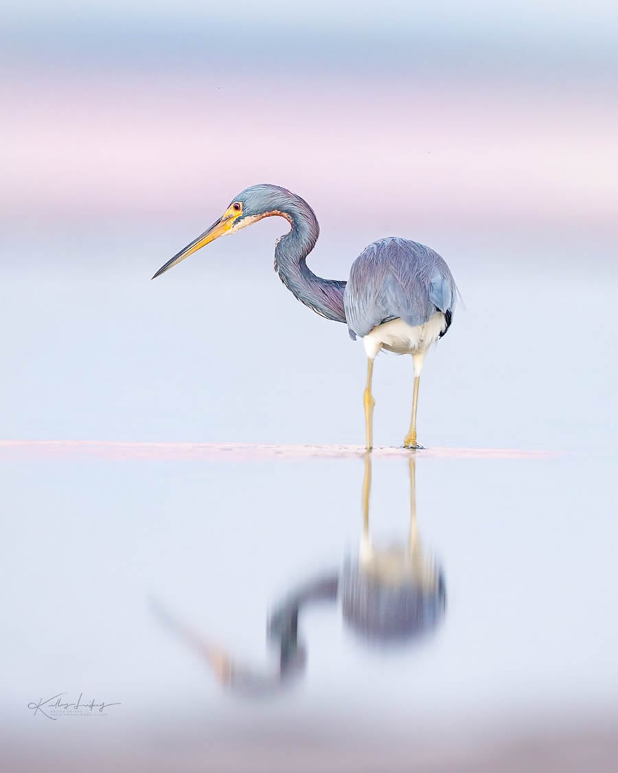 Fine Art Bird Photography By Kelley Luikey