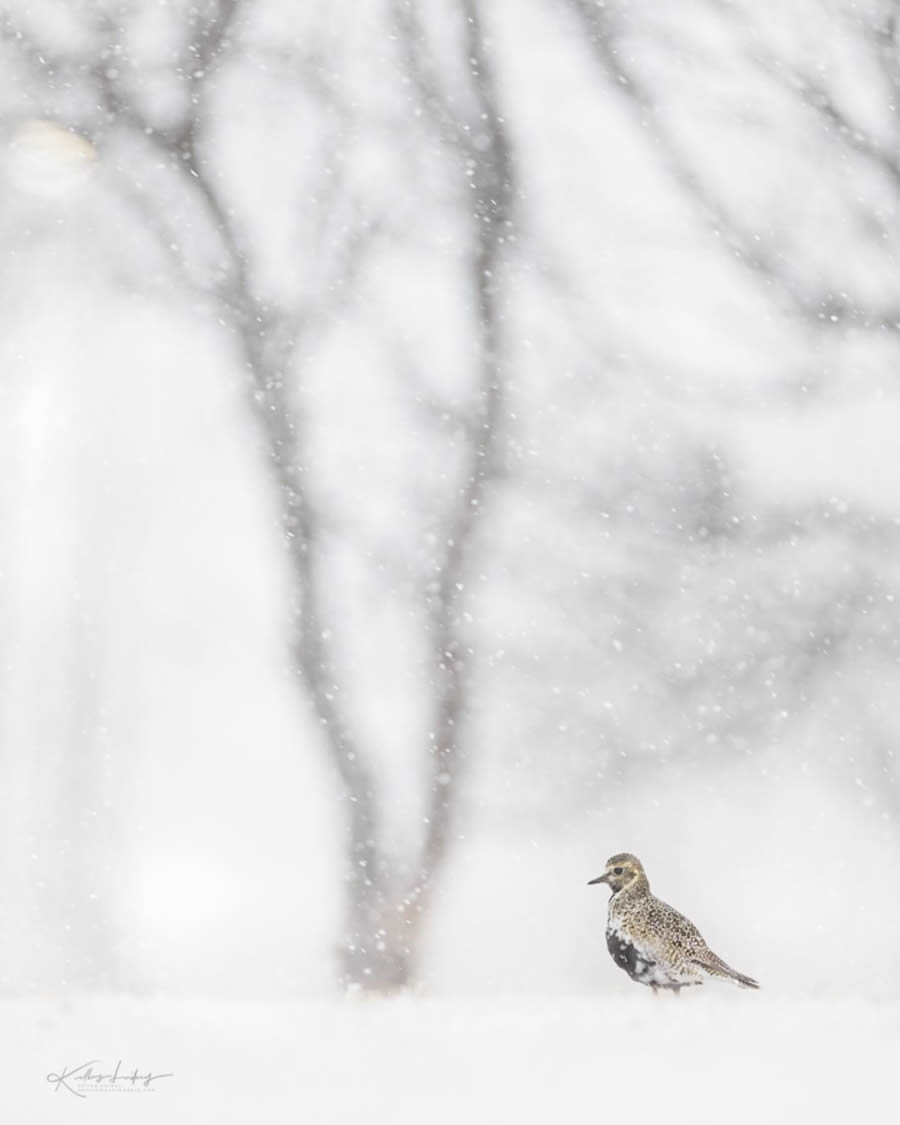 Fine Art Bird Photography By Kelley Luikey