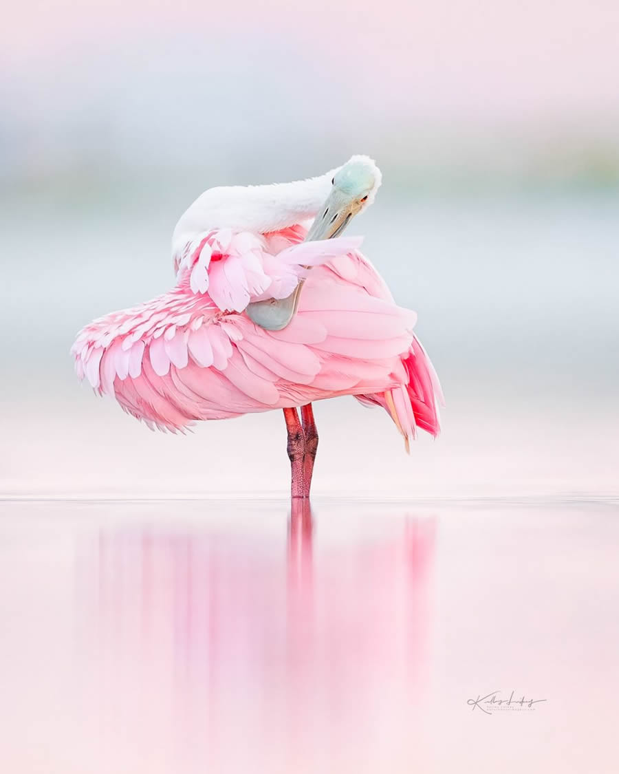 Fine Art Bird Photography By Kelley Luikey