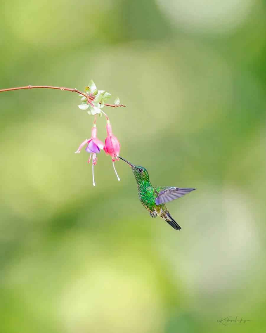 Fine Art Bird Photography By Kelley Luikey