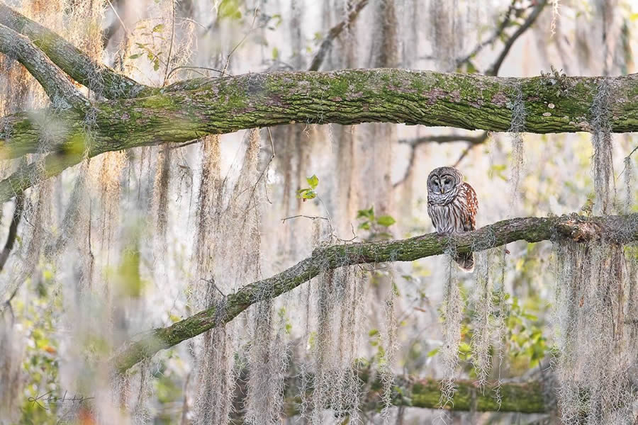 Fine Art Bird Photography By Kelley Luikey