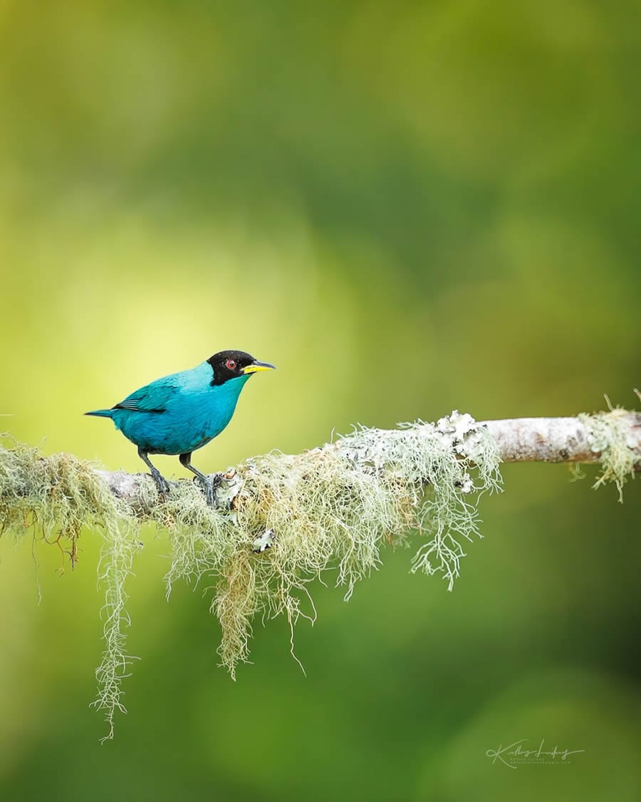 Fine Art Bird Photography By Kelley Luikey