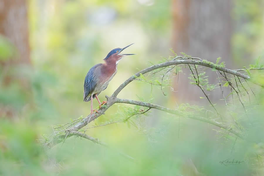 Fine Art Bird Photography By Kelley Luikey