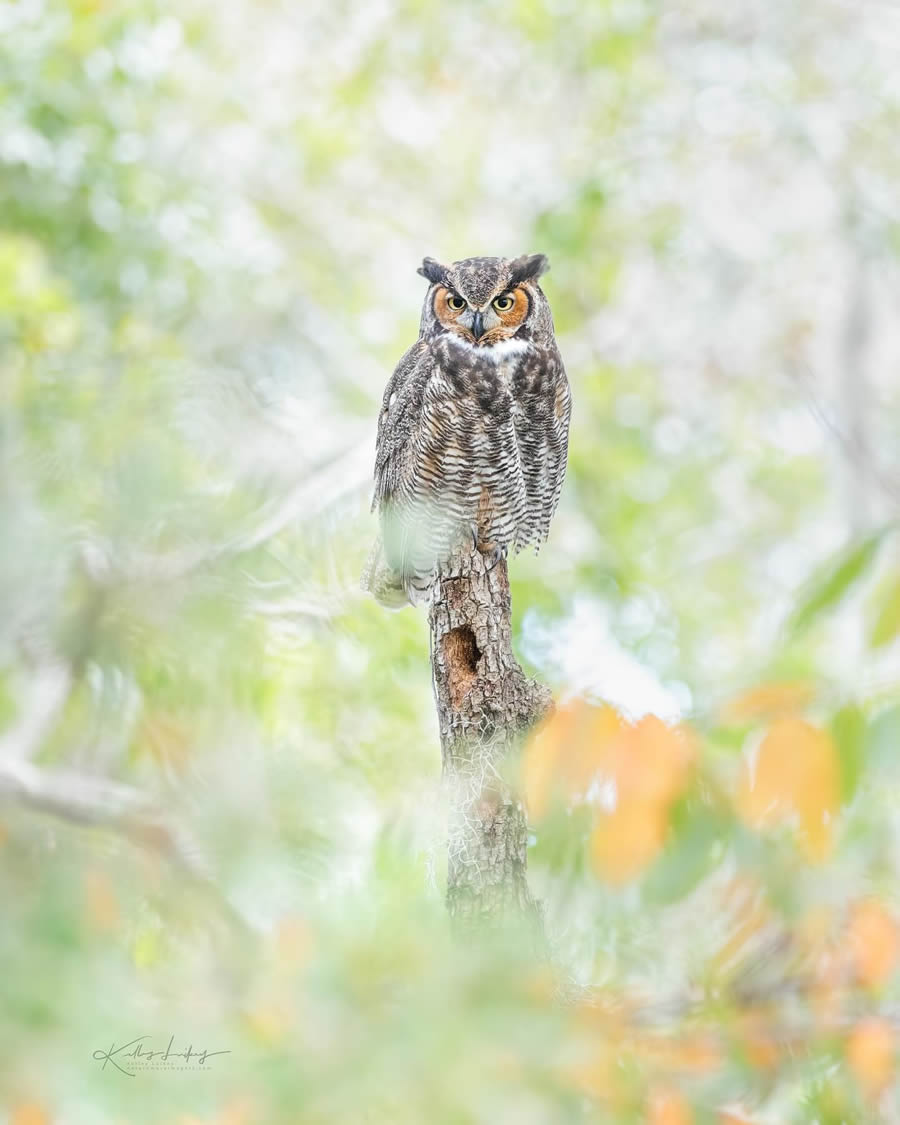 Fine Art Bird Photography By Kelley Luikey