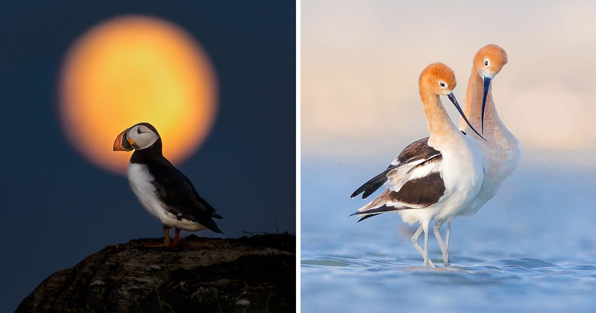 Award-Wining Photographer Kelley Luikey Captures Artistic Bird Photos That Will Inspire You