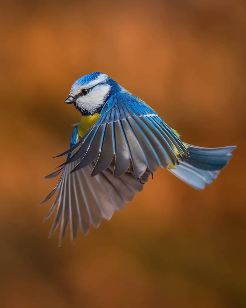 Incredible Bird Photography Of Czech Republic By Petr Mulacek