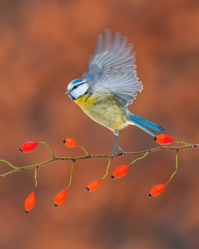 Incredible Bird Photography Of Czech Republic By Petr Mulacek