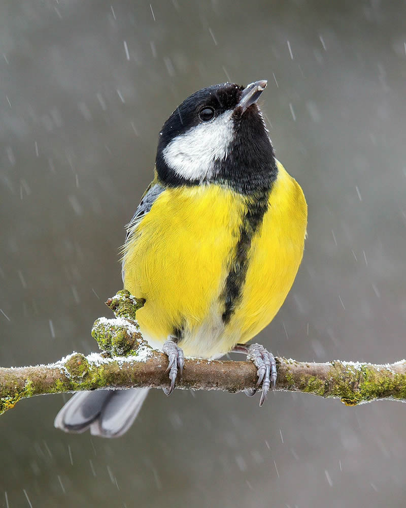 Incredible Bird Photography Of Czech Republic By Petr Mulacek