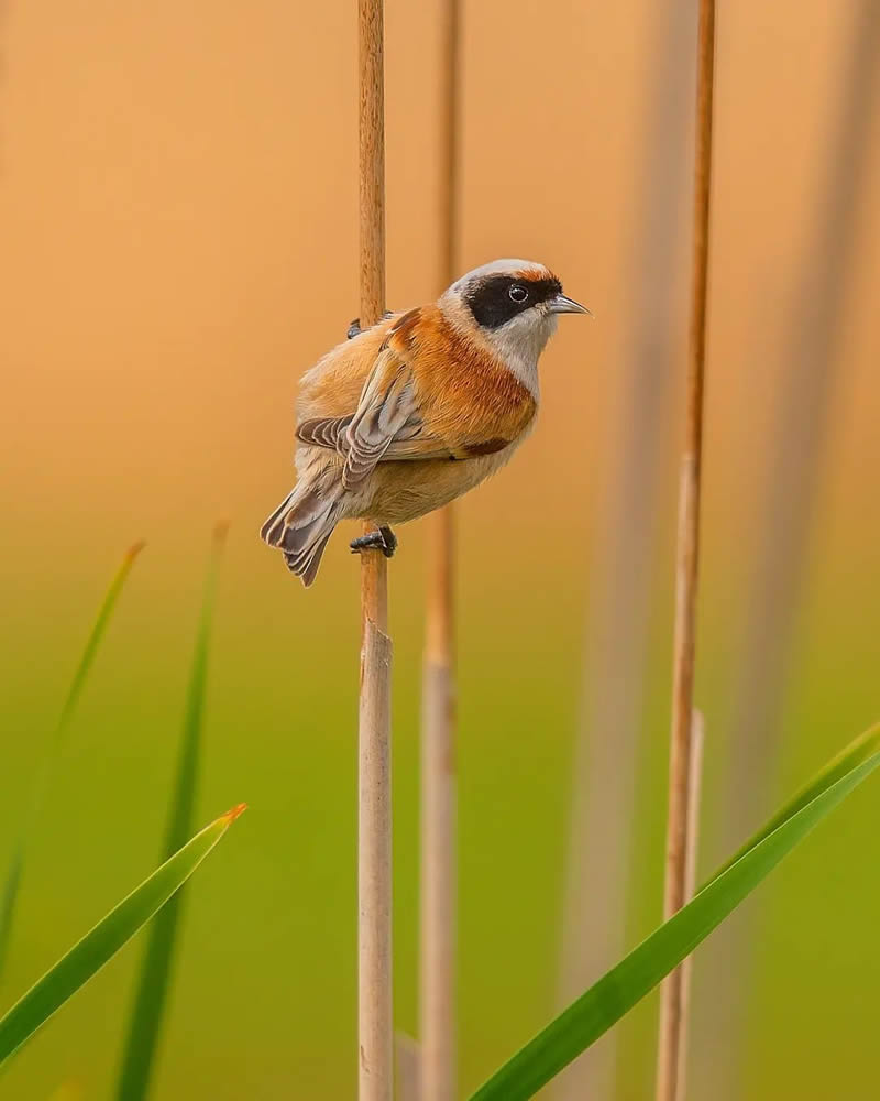 Incredible Bird Photography Of Czech Republic By Petr Mulacek