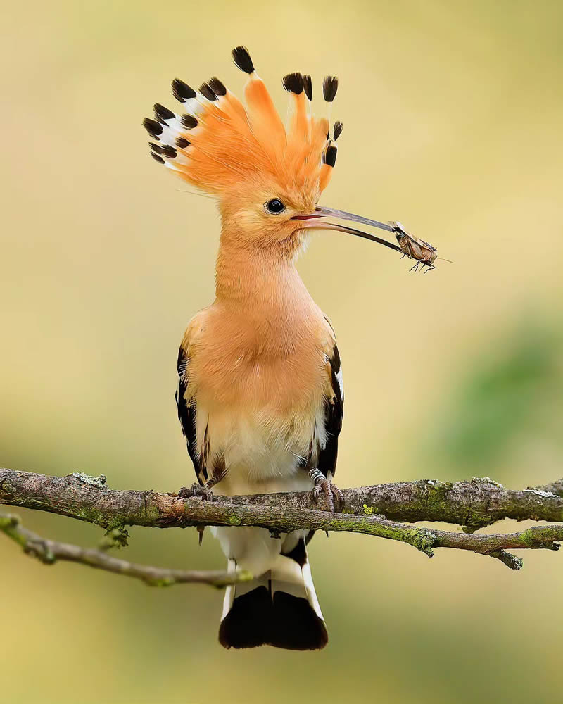 Incredible Bird Photography Of Czech Republic By Petr Mulacek