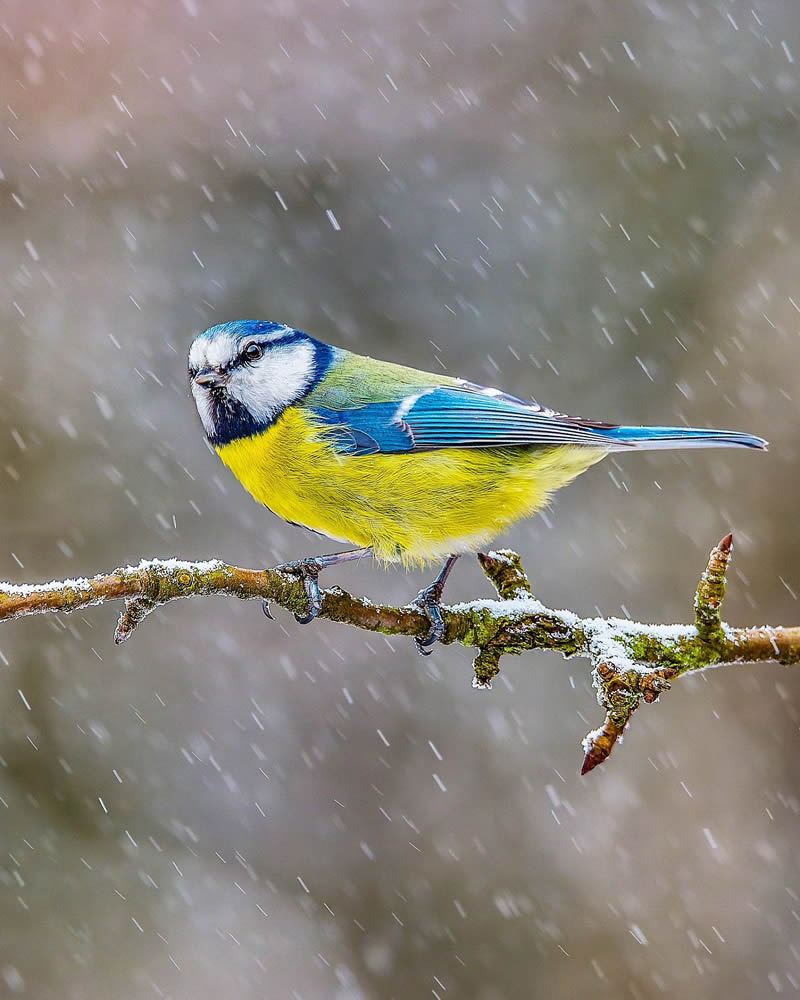 Incredible Bird Photography Of Czech Republic By Petr Mulacek