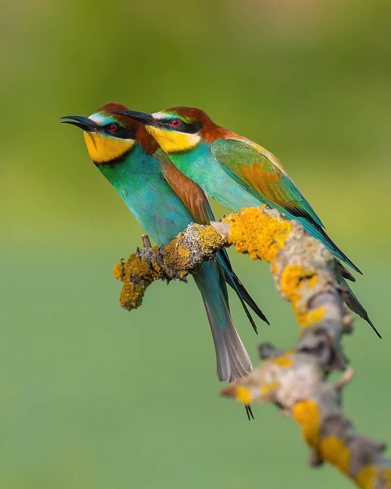 Incredible Bird Photography Of Czech Republic By Petr Mulacek