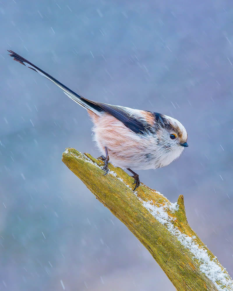 Incredible Bird Photography Of Czech Republic By Petr Mulacek