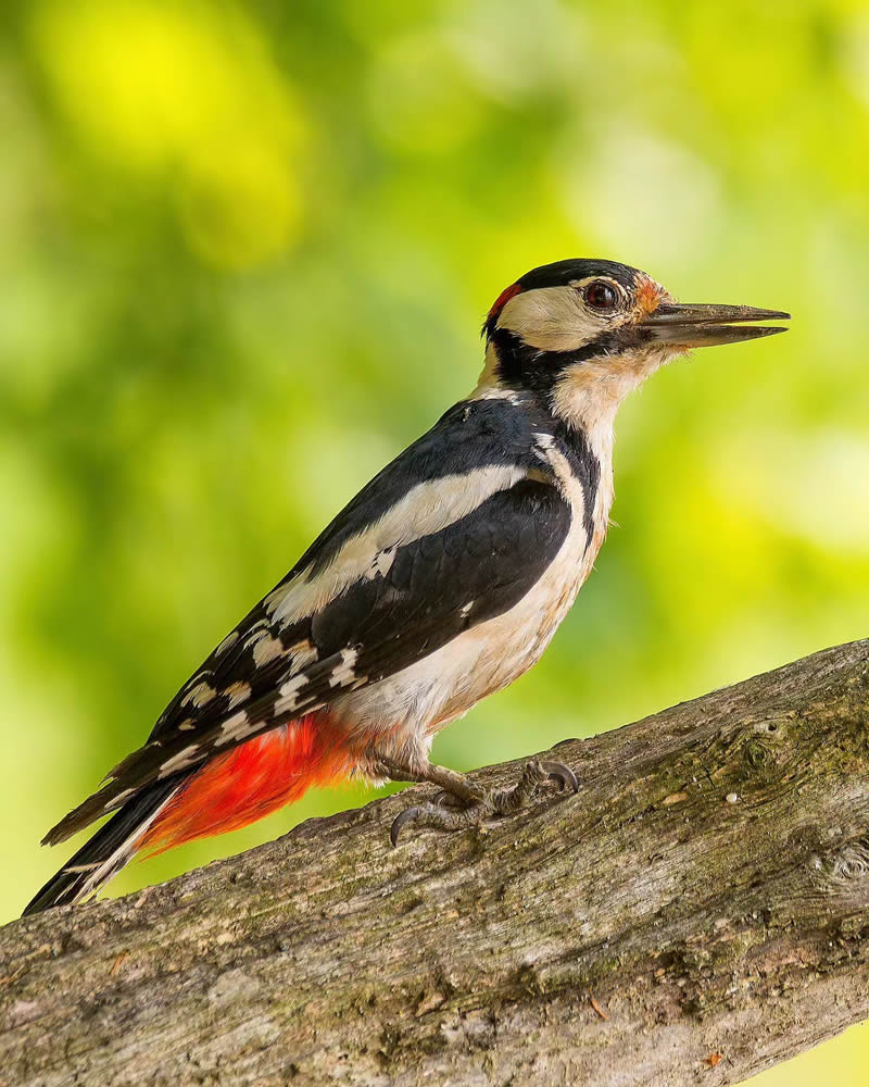 Incredible Bird Photography Of Czech Republic By Petr Mulacek