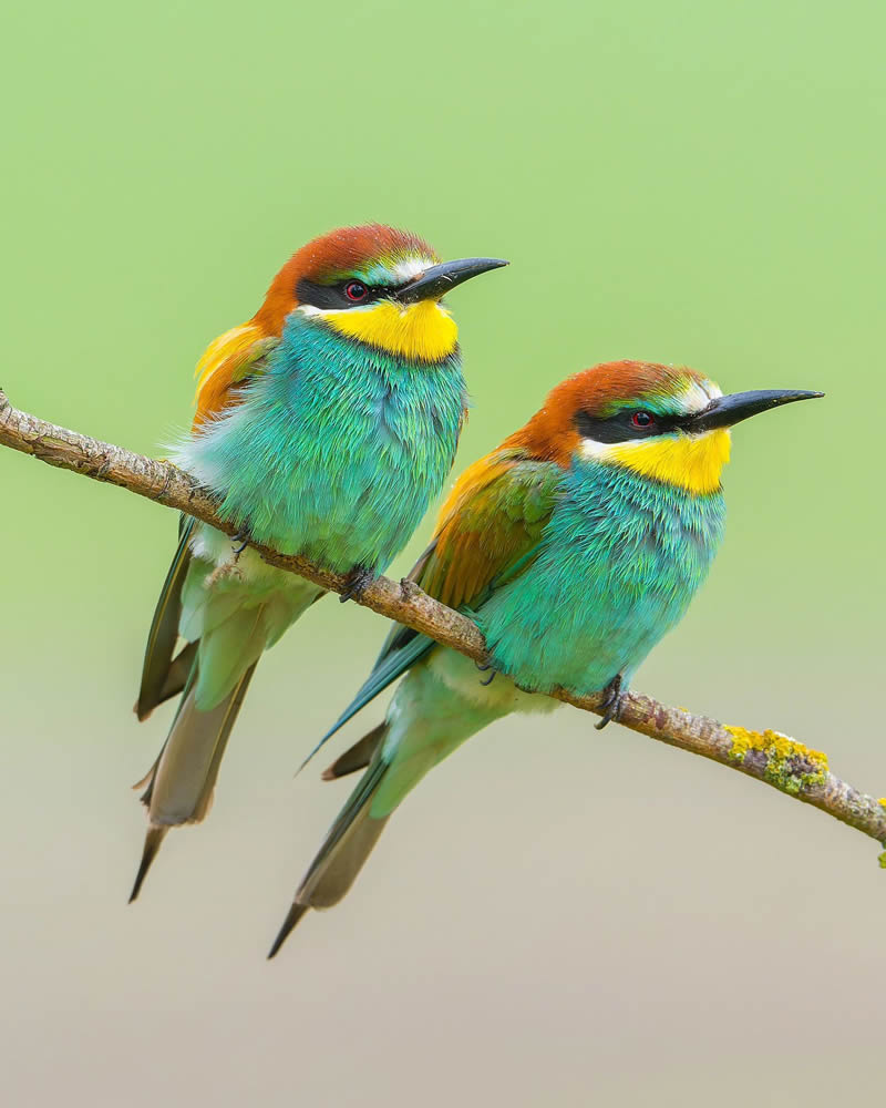 Incredible Bird Photography Of Czech Republic By Petr Mulacek