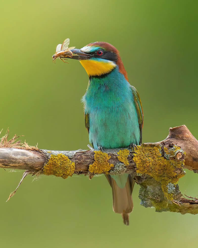 Incredible Bird Photography Of Czech Republic By Petr Mulacek