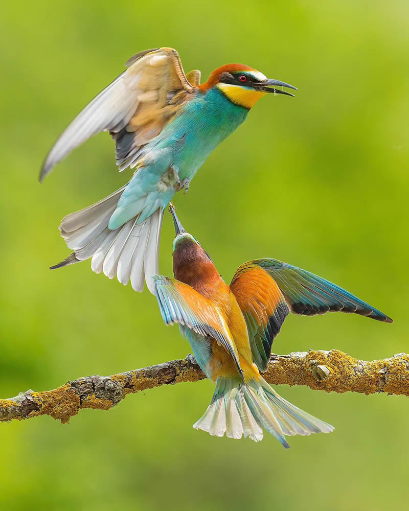 Incredible Bird Photography Of Czech Republic By Petr Mulacek