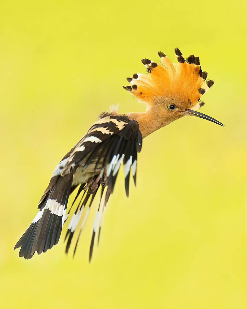 Incredible Bird Photography Of Czech Republic By Petr Mulacek