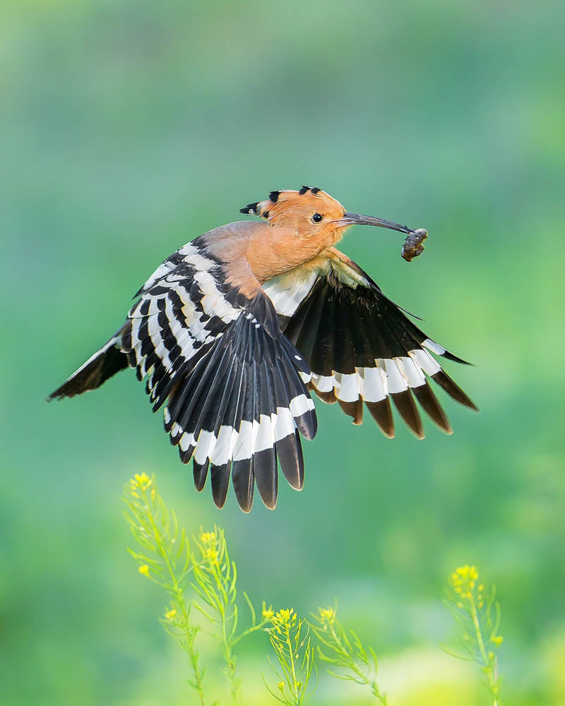 Incredible Bird Photography Of Czech Republic By Petr Mulacek