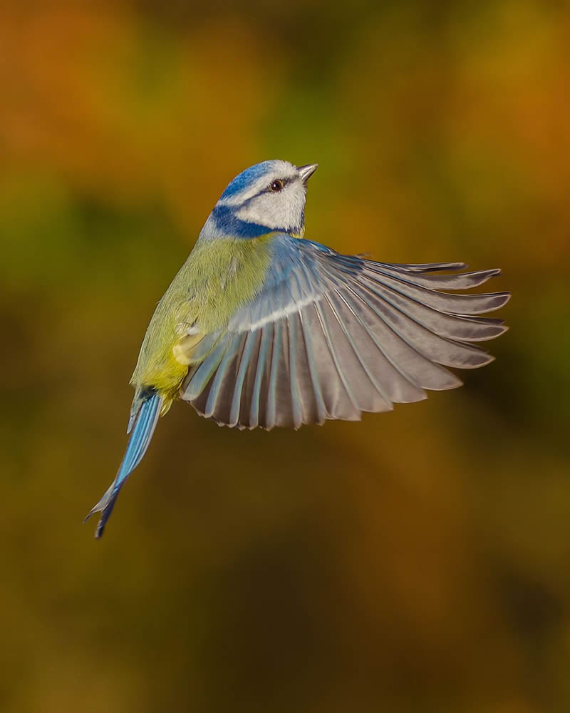 Incredible Bird Photography Of Czech Republic By Petr Mulacek