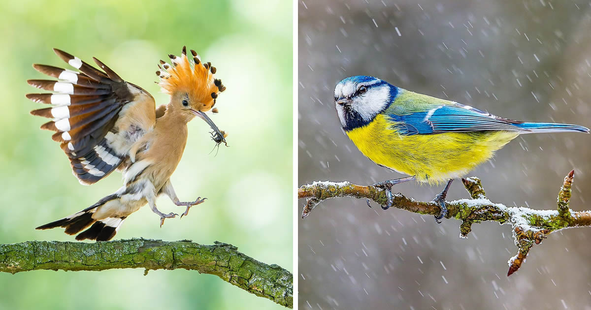 Czech Republic Photographer Petr Muláček Captures Incredible Bird Photos In Their Natural Habitat