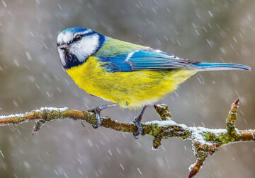 Incredible Bird Photography Of Czech Republic By Petr Mulacek