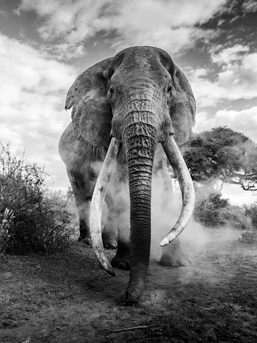 Black And White Photo Awards 2024 Winners