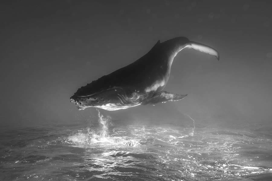 Black And White Photo Awards 2024 Winners