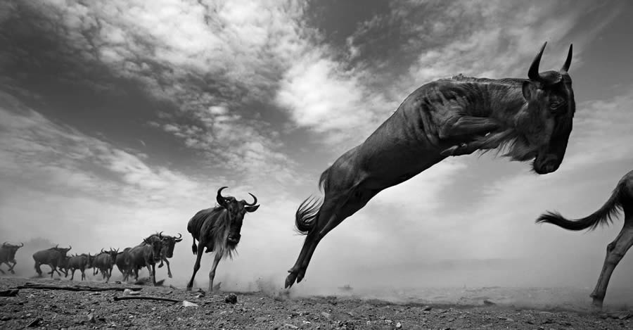 Best Photos From The Black And White Photo Awards 2024