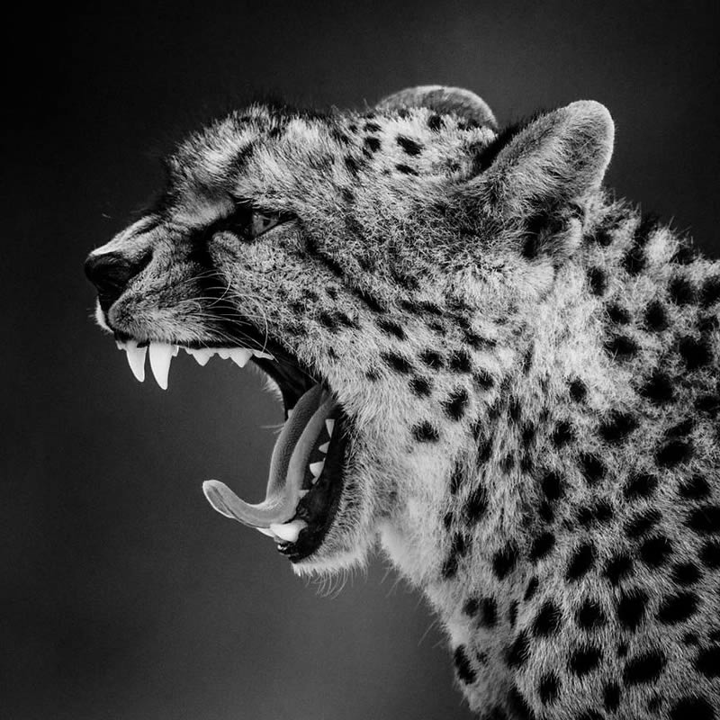 Black and White Wildlife Photography by Laurent Baheux