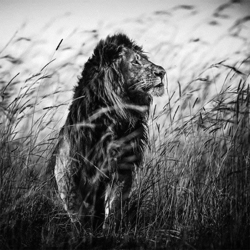 Black and White Wildlife Photography by Laurent Baheux