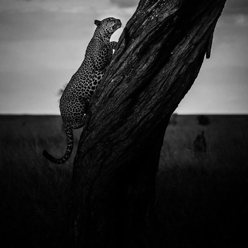 Black and White Wildlife Photography by Laurent Baheux