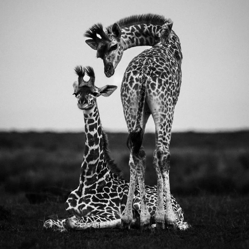 Black and White Wildlife Photography by Laurent Baheux