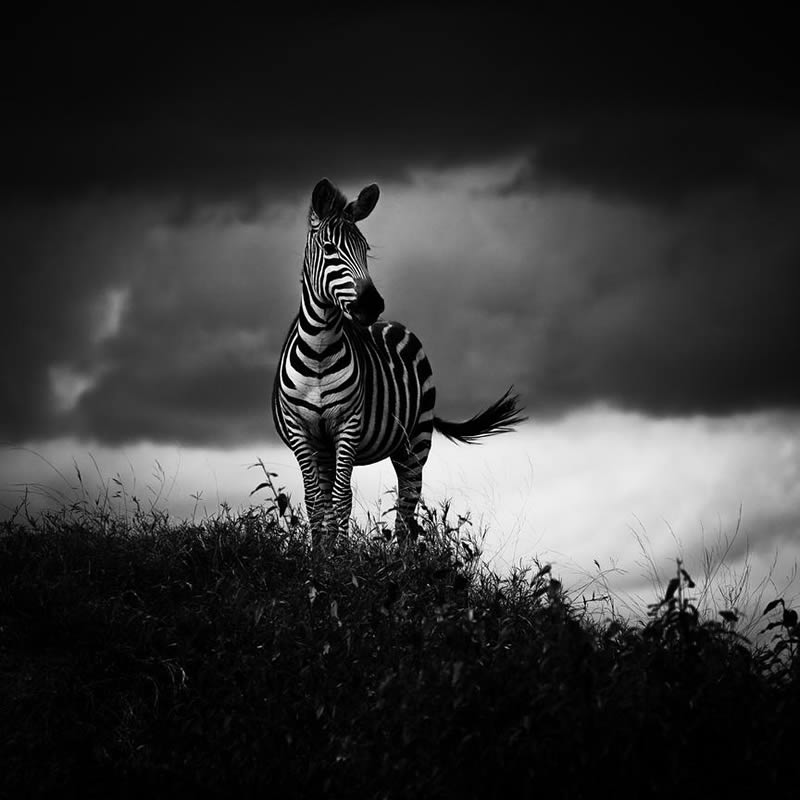 Black and White Wildlife Photography by Laurent Baheux