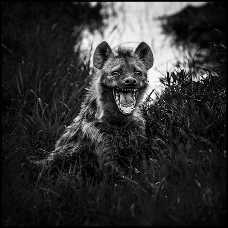 Black and White Wildlife Photography by Laurent Baheux