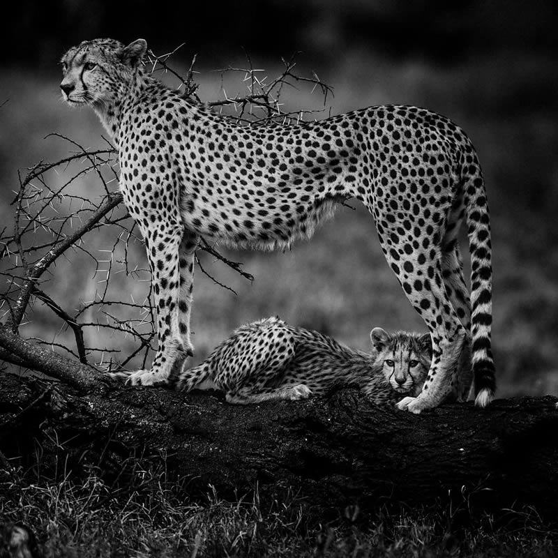 Black and White Wildlife Photography by Laurent Baheux