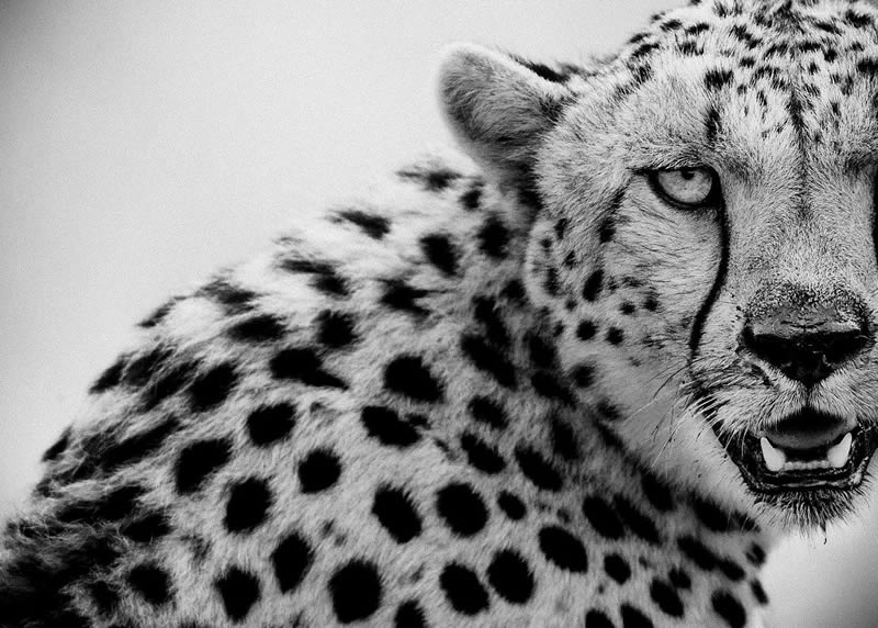 Black and White Wildlife Photography by Laurent Baheux